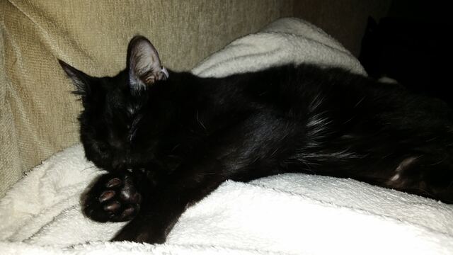 Charlie, photo 85