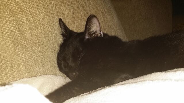 Charlie, photo 92