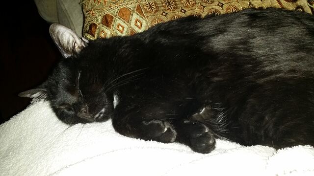 Charlie, photo 105