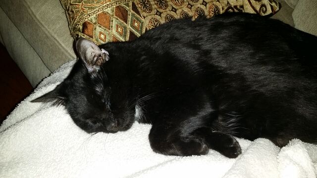 Charlie, photo 108