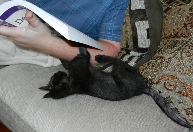 Charlie, photo 43