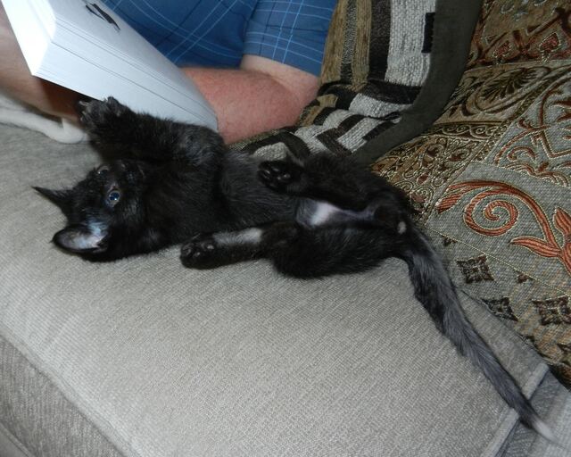 Charlie, photo 44