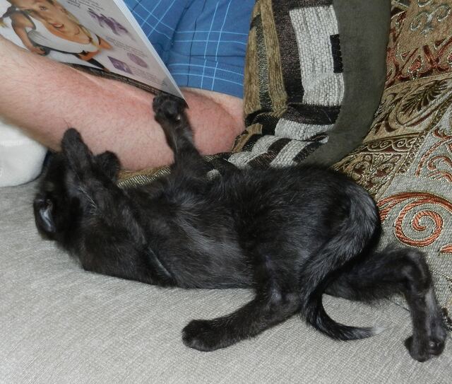 Charlie, photo 42