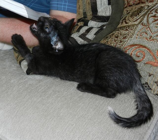 Charlie, photo 39