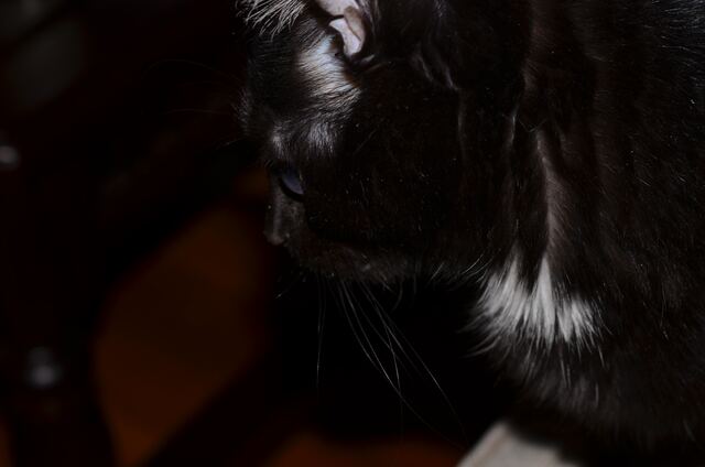 Charlie, photo 53