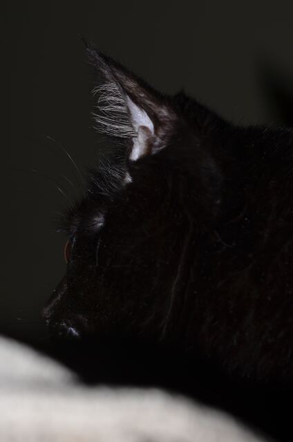 Charlie, photo 54