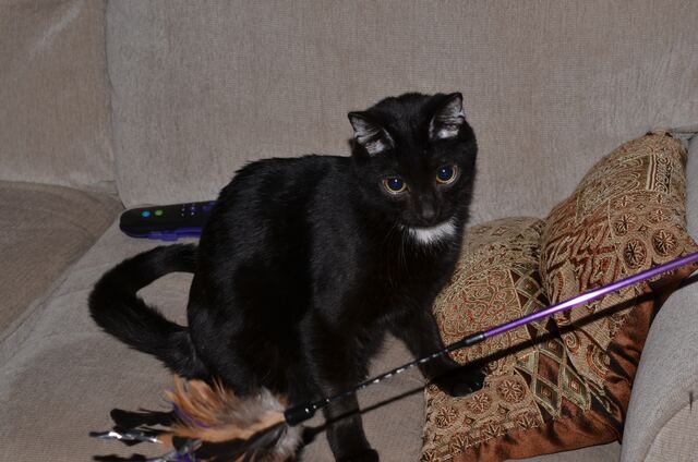 Playing on the couch.