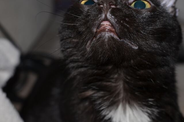 Charlie, photo 62