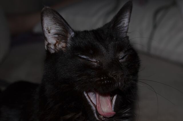 Charlie, photo 63