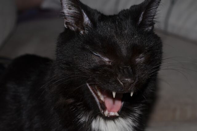 Charlie, photo 64