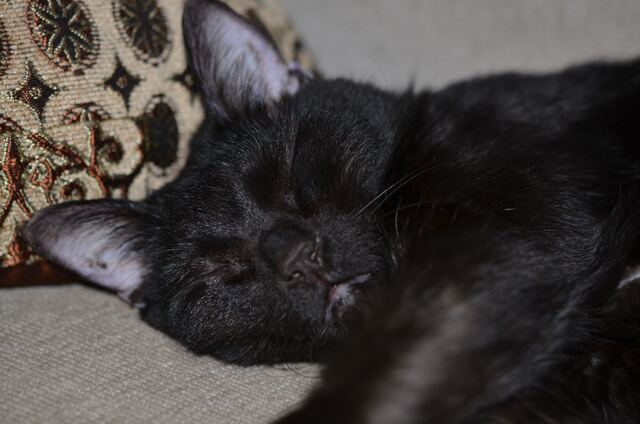 Charlie, photo 66