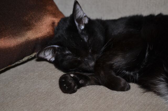 Charlie, photo 67