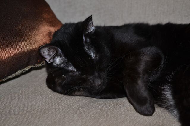 Charlie, photo 69