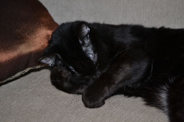 Charlie, photo 70