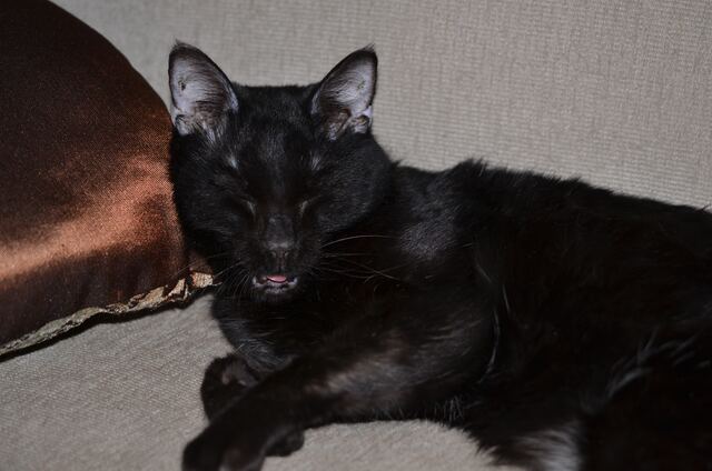 Napping on the couch.