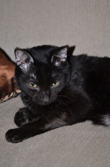 Charlie, photo 73
