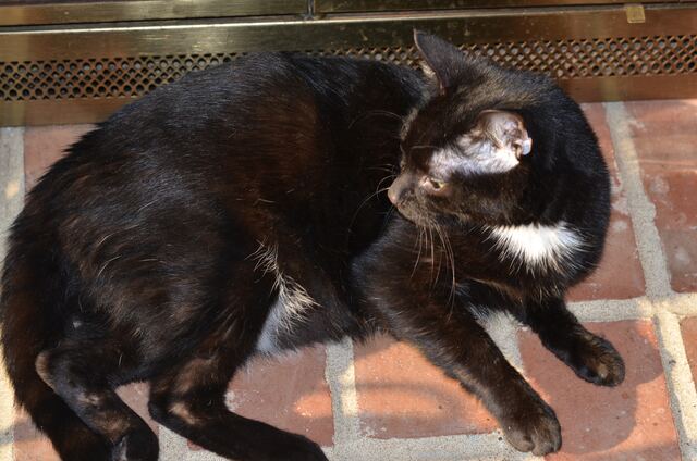 Sunbathing.
