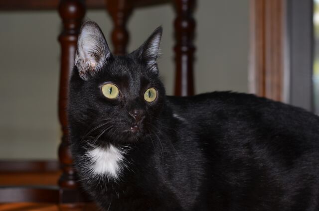 Charlie, photo 79