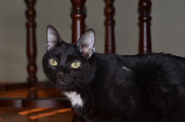 Charlie, photo 81