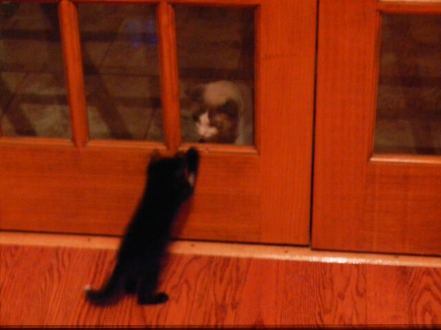 Charlie, photo 1