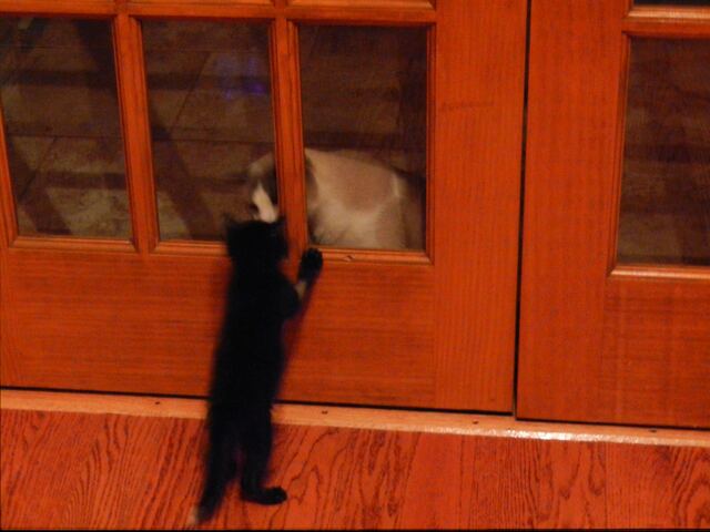 Charlie, photo 2