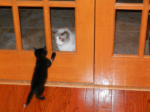 Charlie, photo 3