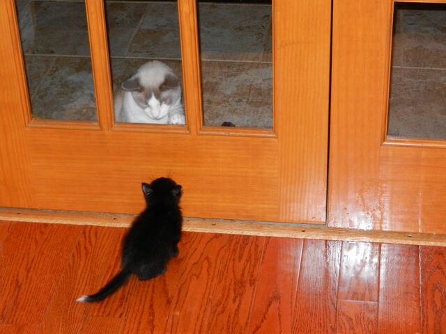 Charlie, photo 4