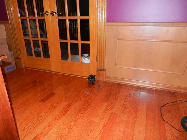 Charlie, photo 6