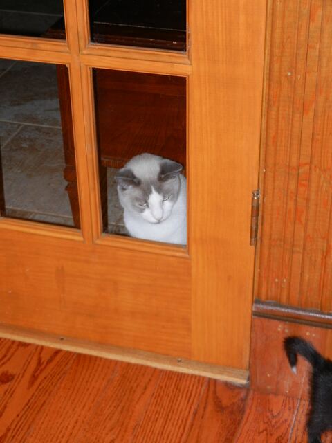 Charlie, photo 7