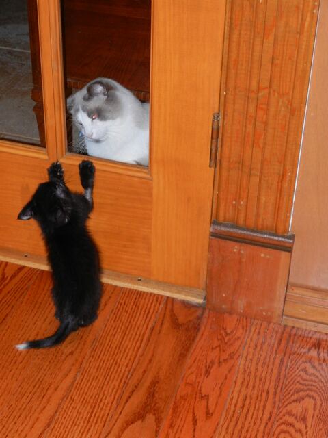 Charlie, photo 8