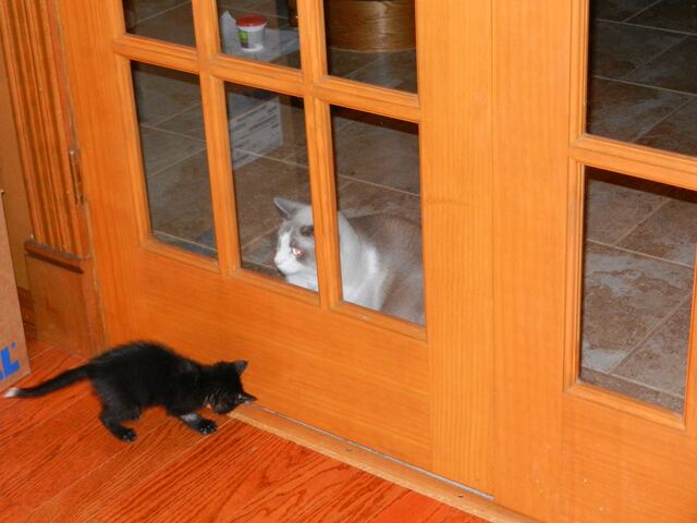 Charlie, photo 9