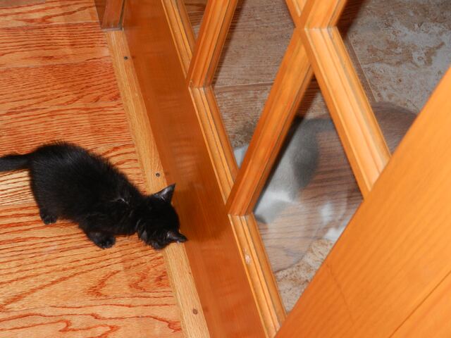 Charlie, photo 10