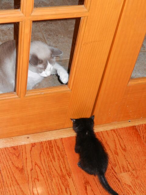 Charlie, photo 13