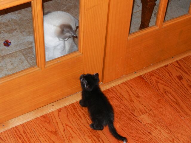 Charlie, photo 17