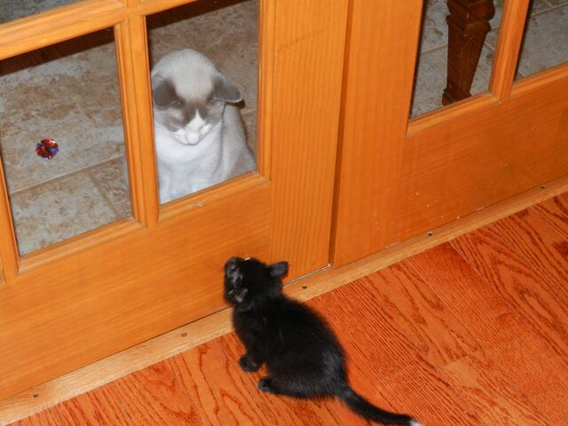 Charlie, photo 18