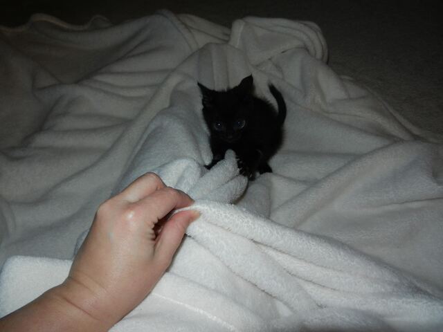 Charlie, photo 20