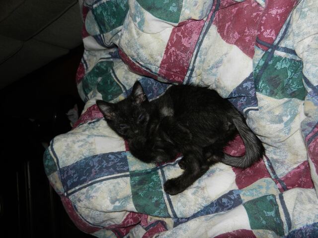 Charlie, photo 22