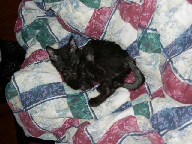 As a kitten on Josh's quilt.