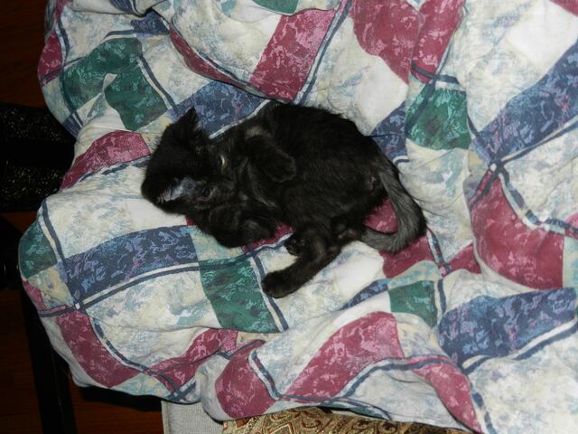 Charlie, photo 24