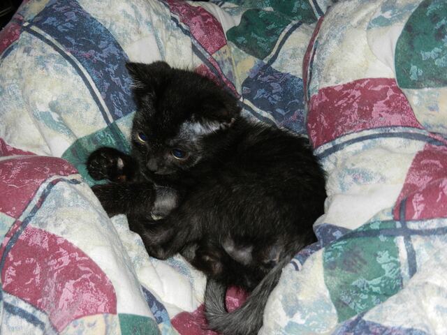 Charlie, photo 26