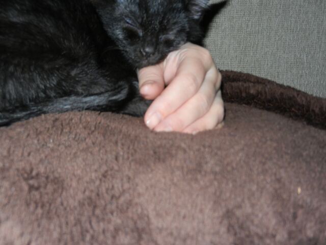 Charlie, photo 30