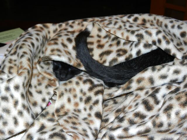 Hiding in leopard blankets.