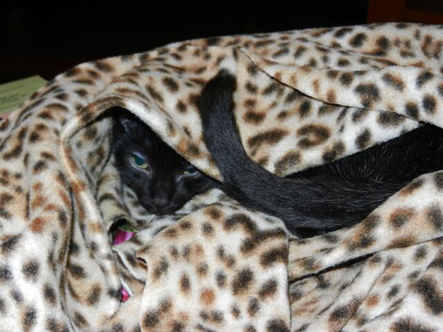 Charlie, photo 47