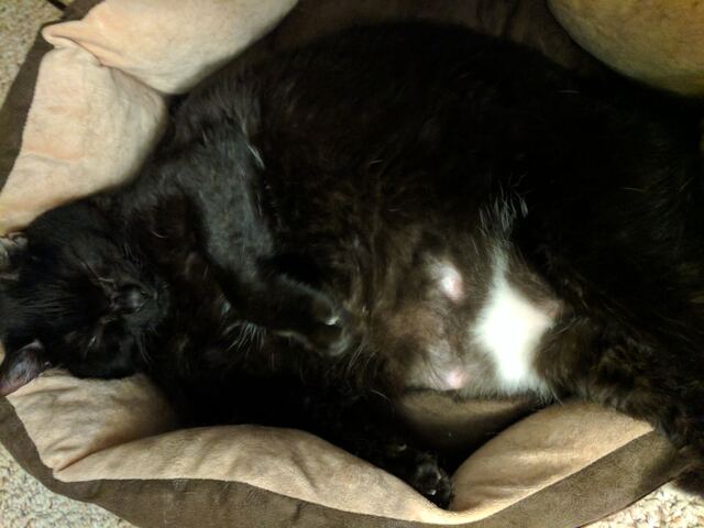 Charlie, photo 118