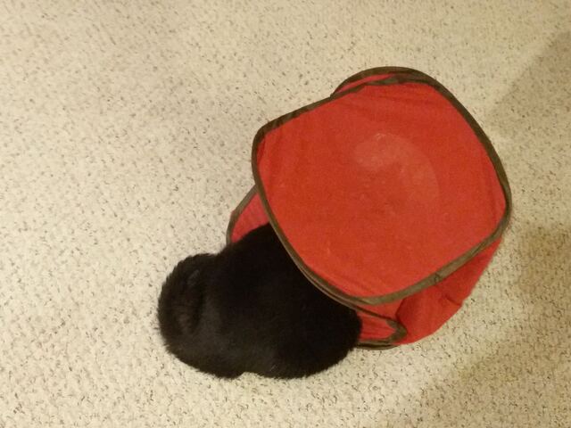 Charlie, photo 121