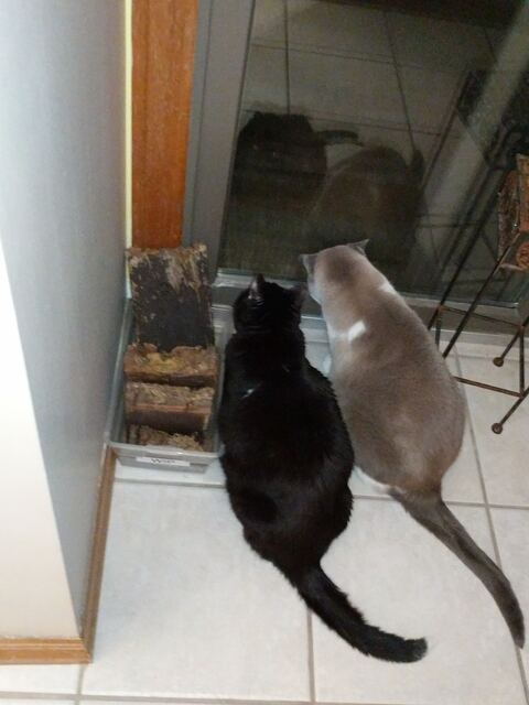 Charlie, photo 122